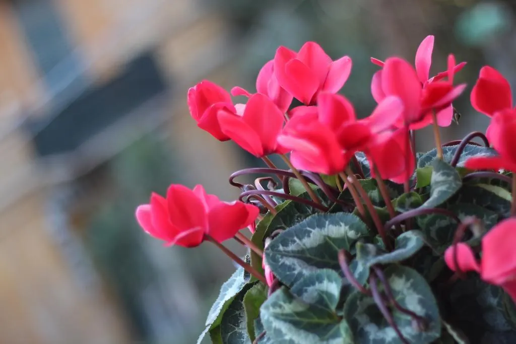 Bed & Breakfast B&B Cernaia 42 La Spezia